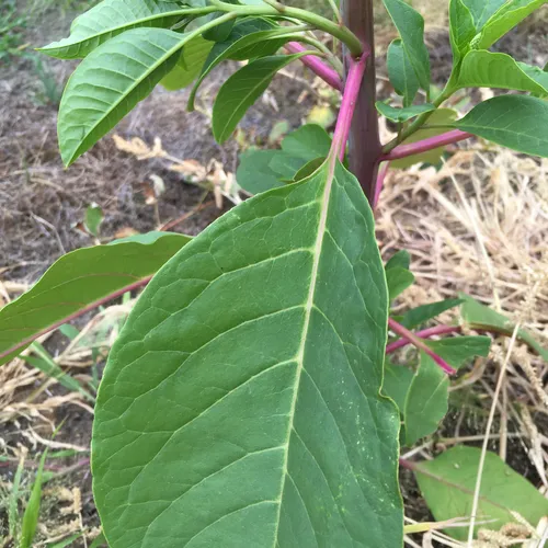 American pokeweed