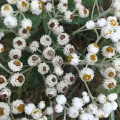 pearly everlasting thumbnail 4
