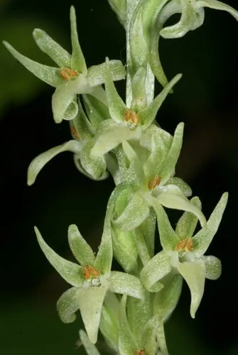 narrow-petaled rein-orchid