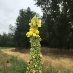 great mullein thumbnail 2