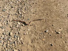 Western Milksnake thumbnail 1