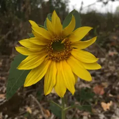 Common Sunflower thumbnail 2