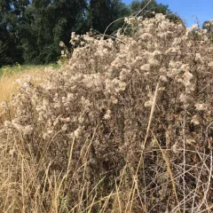 creeping thistle thumbnail 4