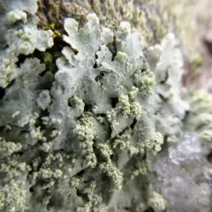 Showman's Loop Lichen thumbnail 4