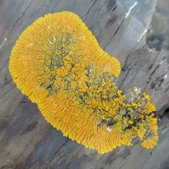 Ringed Firedot Lichen thumbnail 4
