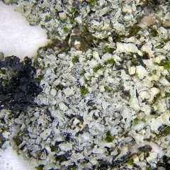 Appalachian Shield Lichen thumbnail 2