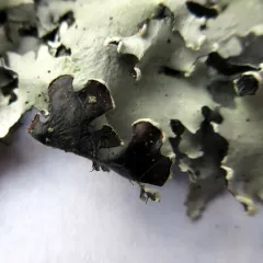 Parmotrema margaritatum thumbnail 4