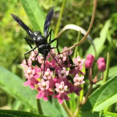 Great Black Digger Wasp thumbnail 3