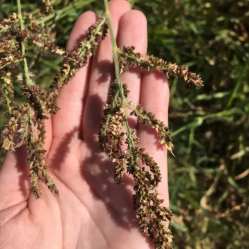 barnyardgrass