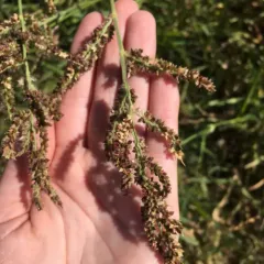 barnyardgrass thumbnail 1