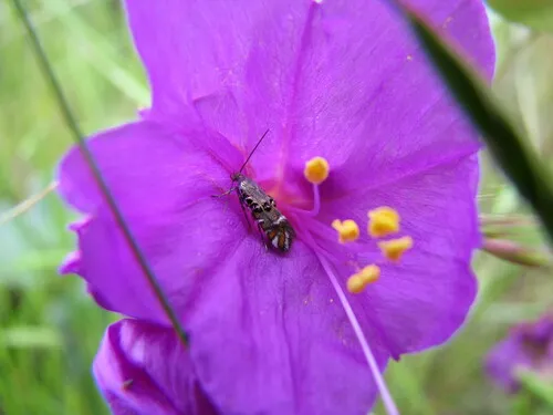 Jewel-studded Sand Verbena Sun Moth