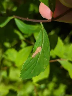 Parornix spiraeifoliella thumbnail 4