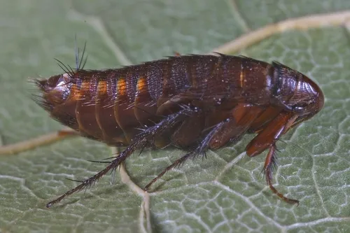Mountain Beaver Flea