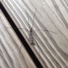 Giant Crane Fly thumbnail 4
