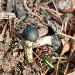 Drumstick Truffleclub thumbnail 1