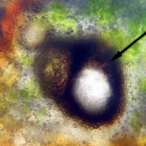 Pyrenidium aggregatum