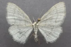 Idaea rotundopennata thumbnail 2