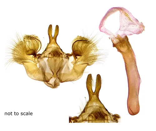 Hydriomena crokeri