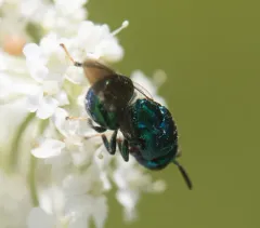 Euperilampus triangularis thumbnail 4