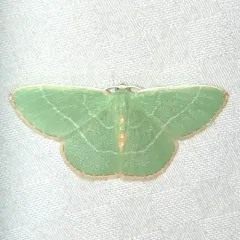 Red-fringed Emerald thumbnail 2