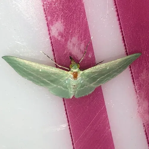 Bad-wing Moth