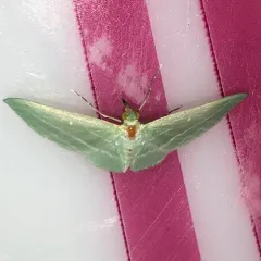 Bad-wing Moth thumbnail 1