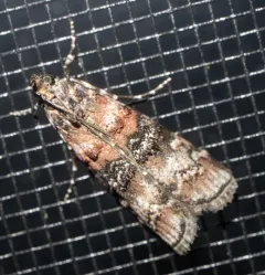 Zimmerman Pine Moth thumbnail 3