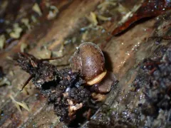 Redwood Hesperian thumbnail 3