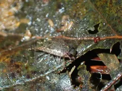 Broad Rockslater thumbnail 3