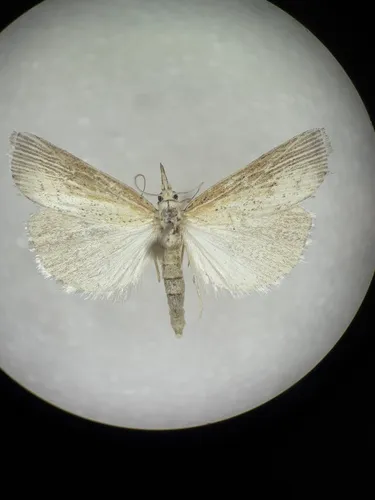Pediasia abnaki