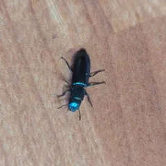 Pine Trogossitid Beetle thumbnail 3