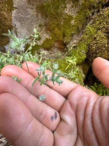 Nevada Cryptantha
