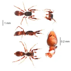 Palaearctic Antmimic Jumping Spider thumbnail 4