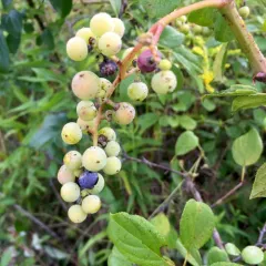 riverbank grape thumbnail 3