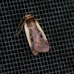 Flame-shouldered Dart thumbnail 4