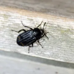 Red-lined Carrion Beetle thumbnail 1
