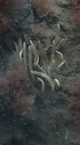 Clustered Leucosolenia