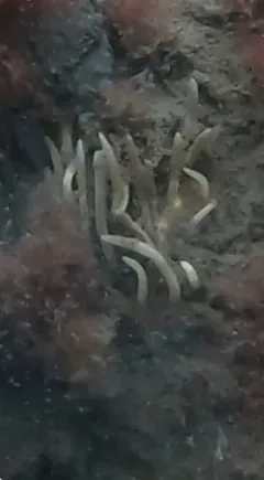 Clustered Leucosolenia thumbnail 1