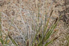 Siberian Kobresia thumbnail 2