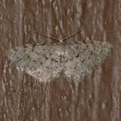 Four-barred Gray thumbnail 4