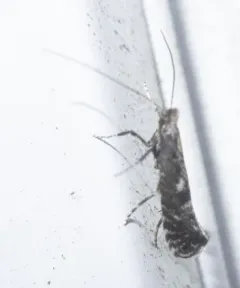 Northern Slender thumbnail 2