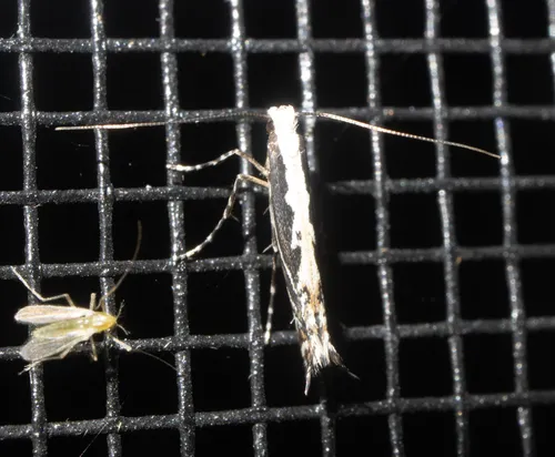 Willow Leaf Blotch Miner Moth