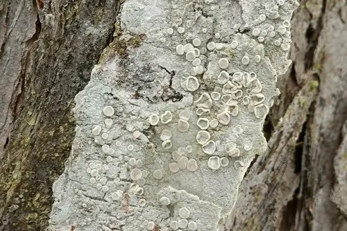Lecanora albella