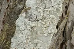Lecanora albella thumbnail 1