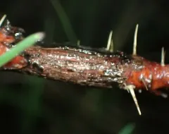 Diplolepis fusiformans thumbnail 4
