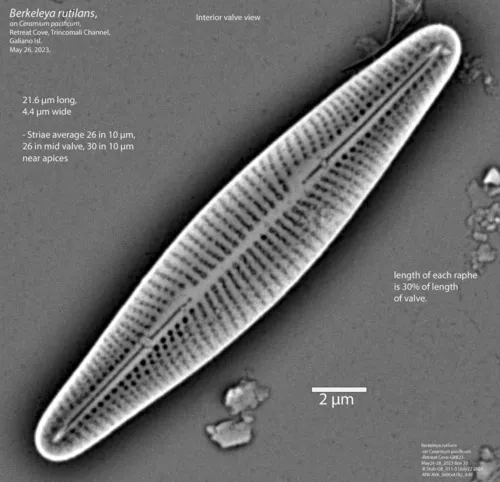Berkeleya rutilans