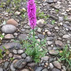 purple loosestrife thumbnail 4