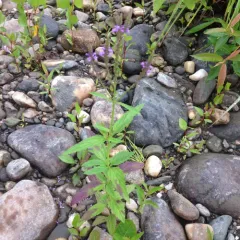 blue vervain thumbnail 3