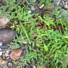 spreading dogbane photo