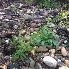 common evening-primrose thumbnail 5